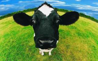 Тест на шизофрению: картинка с коровой