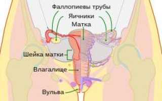 Женский орган матка