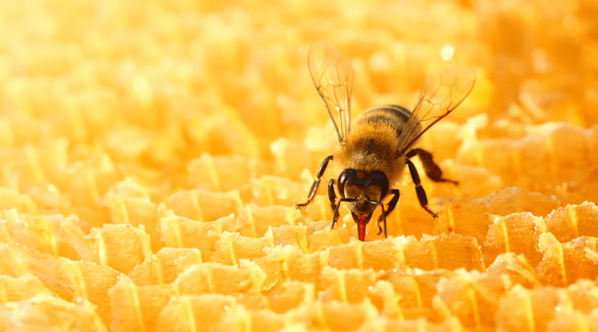 Пчела Перга пчелиная