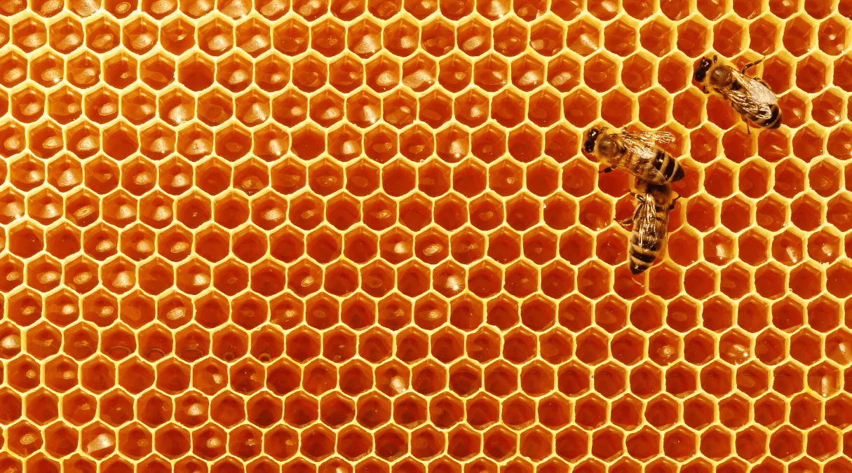 Соты Пчелиный хлеб