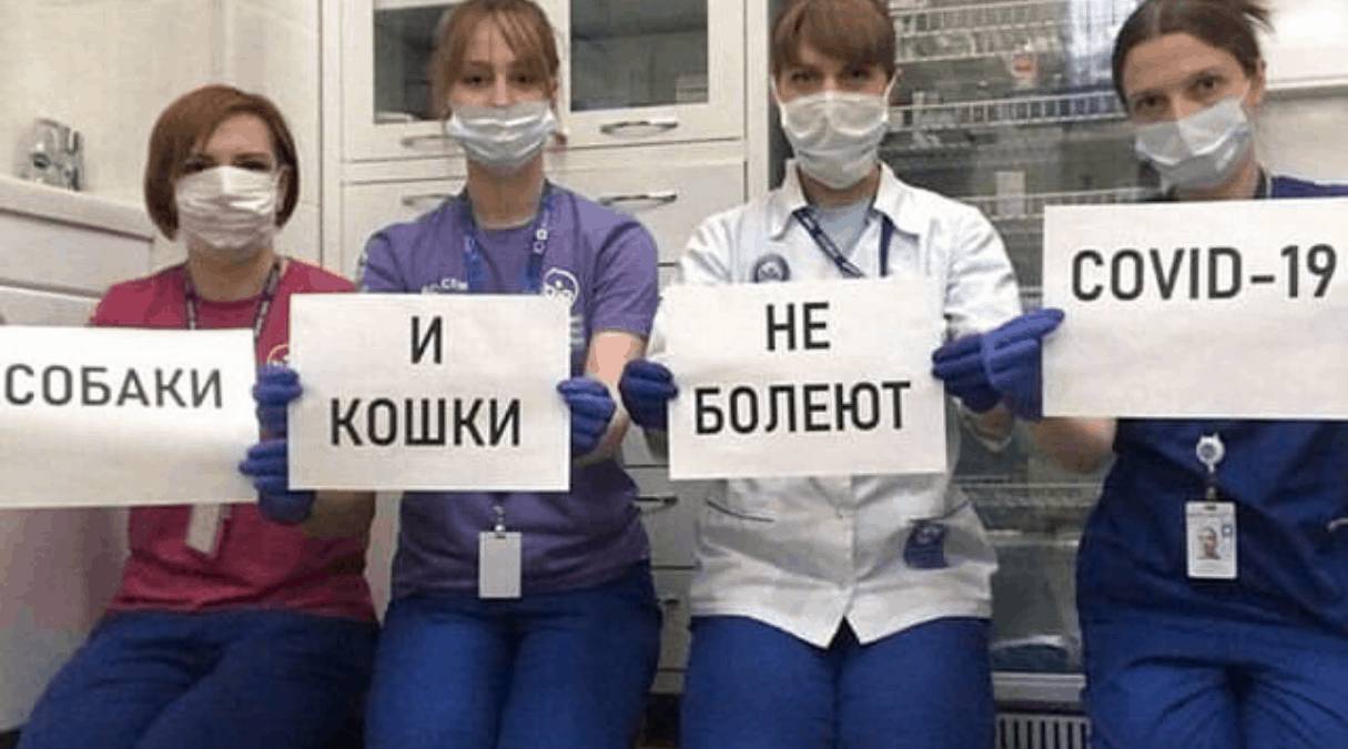 Коронавирус и животные: опасен ли COVID для питомцев?