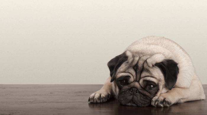 Коронавирус и животные: опасен ли COVID для питомцев?