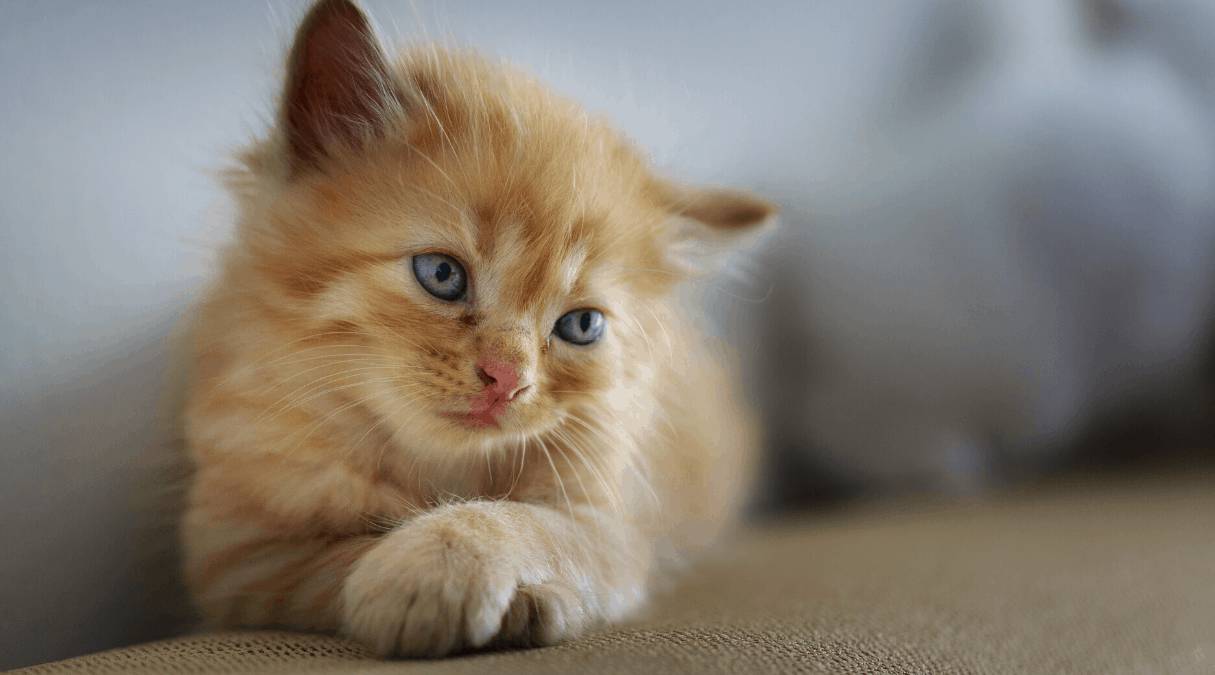 Коронавирус и животные: опасен ли COVID для питомцев?