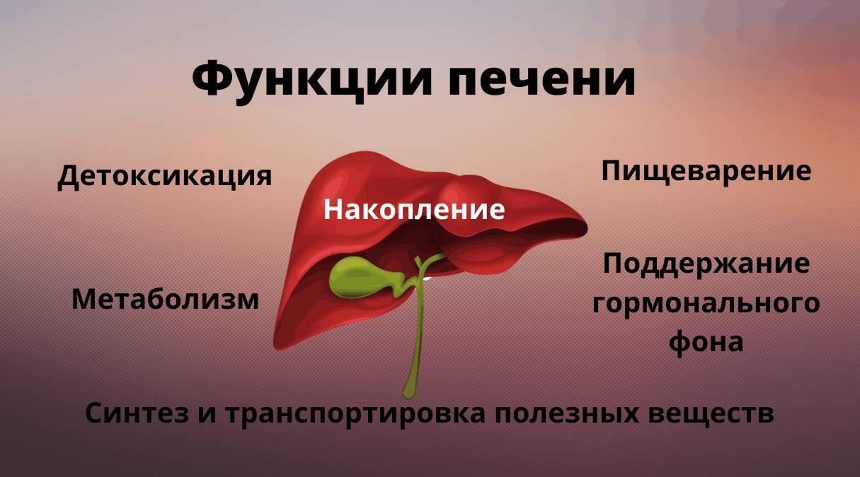 6 важных функций, которые выполняет печень