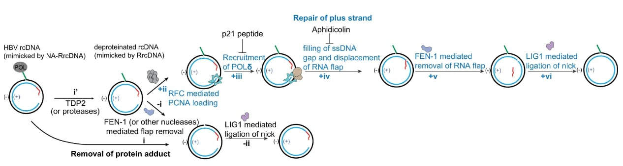 Вирус гепатита B использует белки репарации человека