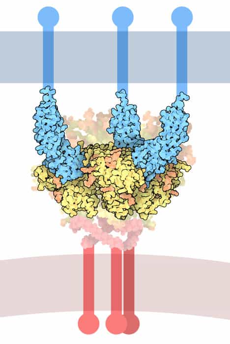 Экспериментальная вакцина от ВИЧ вызвала иммунный ответ