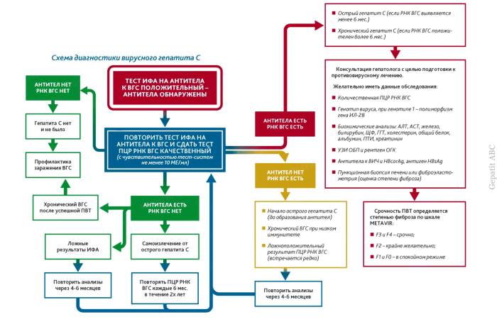 Алгоритм диагностики гепатита С. Диагностика гепатита С