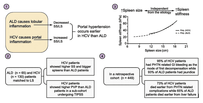 Отличия эластичности селезенки и печени при АБП и ВГС