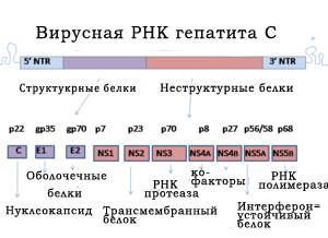 Как заказать Софосбувир и избежать мошенников?
