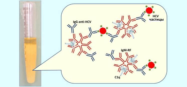 Как обнаруживают антитела