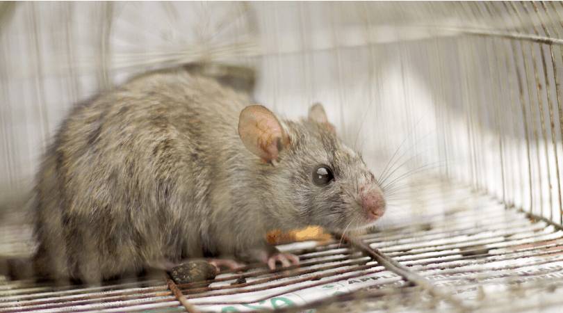 Ученые нашли способ лечения фиброза печени