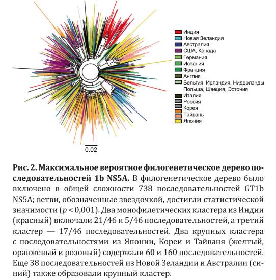 Глобальная эпидемиология подтипов вируса гепатита C Рис. 2. Максимальное вероятное филогенетическое дерево последовательностей 1b NS5A