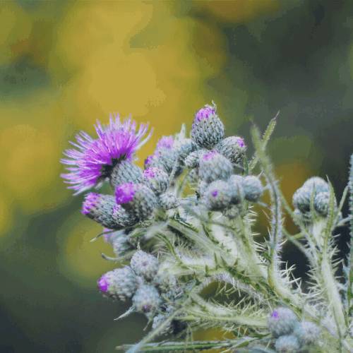 Hepacare Plus: гепатопротектор нового поколения