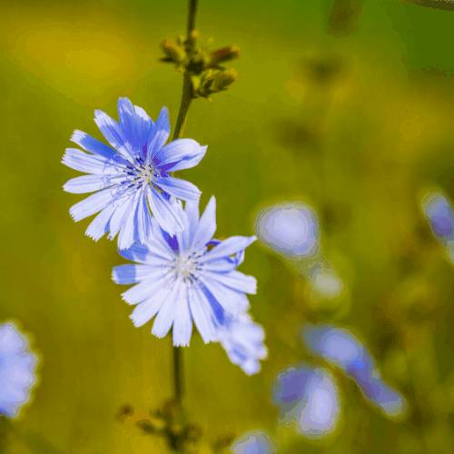 Hepacare Plus: гепатопротектор нового поколения