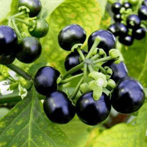 Hepacare Plus: гепатопротектор нового поколения