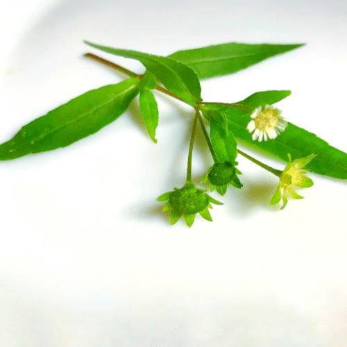 Hepacare Plus: гепатопротектор нового поколения