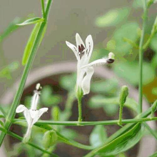 Hepacare Plus: гепатопротектор нового поколения