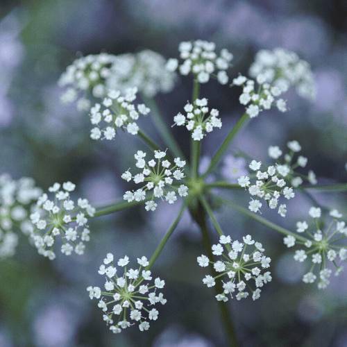 Hepacare Plus: гепатопротектор нового поколения