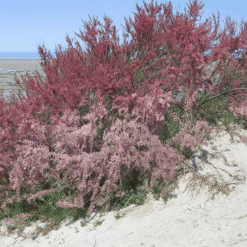 Hepacare Plus: гепатопротектор нового поколения