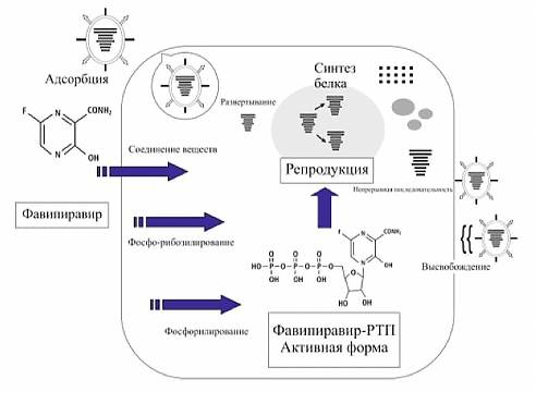Favipiravir аналог remdesivir Фавипиравир аналог Ремдесивира