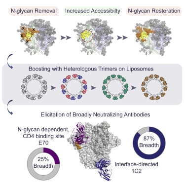 Экспериментальная вакцина от ВИЧ вызвала иммунный ответ