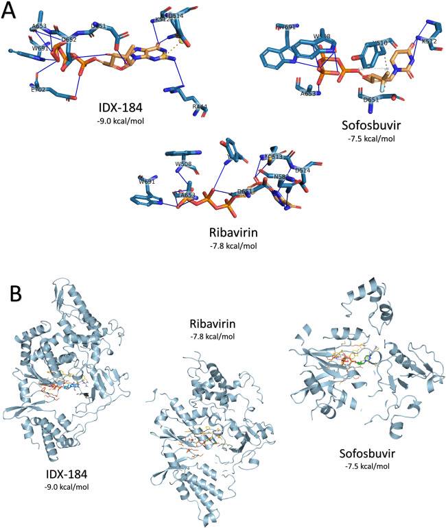 Применения нуклеотидных ингибиторов для ВГС против COVID