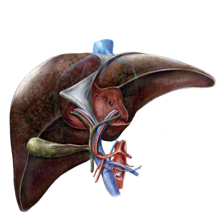 признаки болезни печени