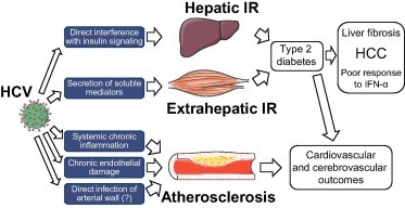 Является ли ВГС фактором риска болезней кровообращения?