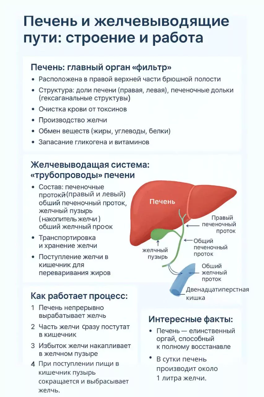 Как устроены и как работают печень и желчевыводящие пути